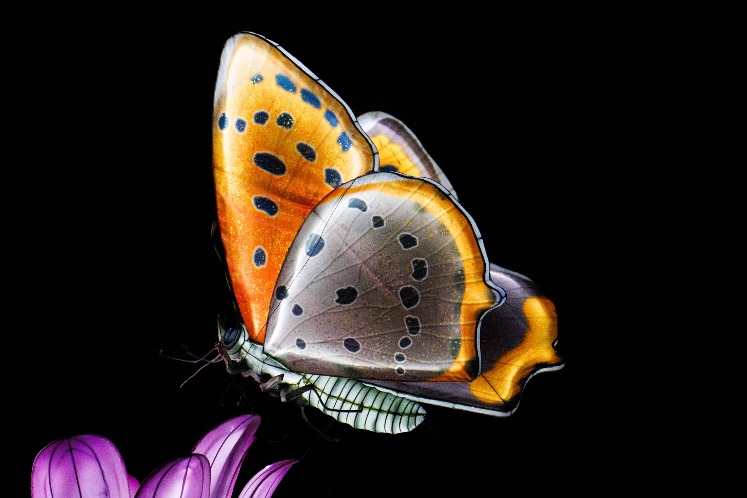 Un papillon polinisateur 